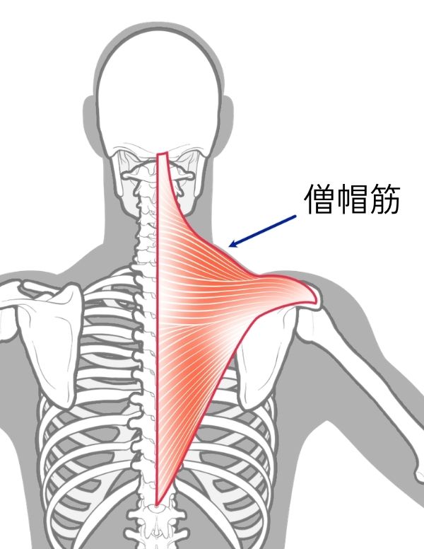 僧帽筋